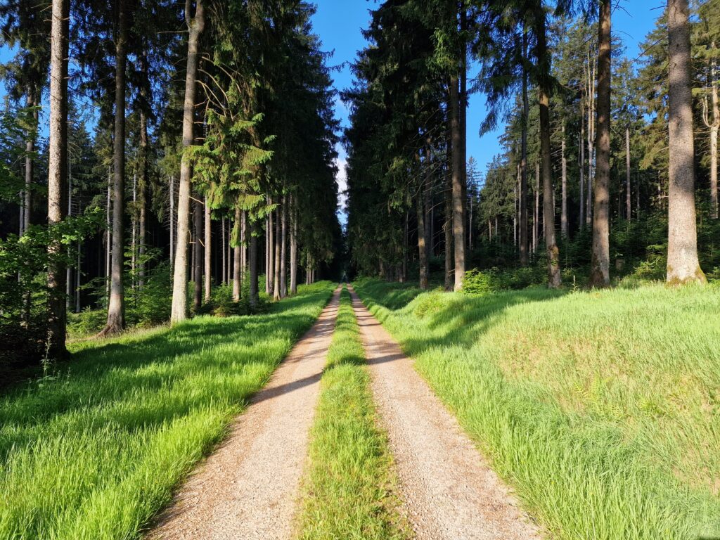 Walk in the Eifel